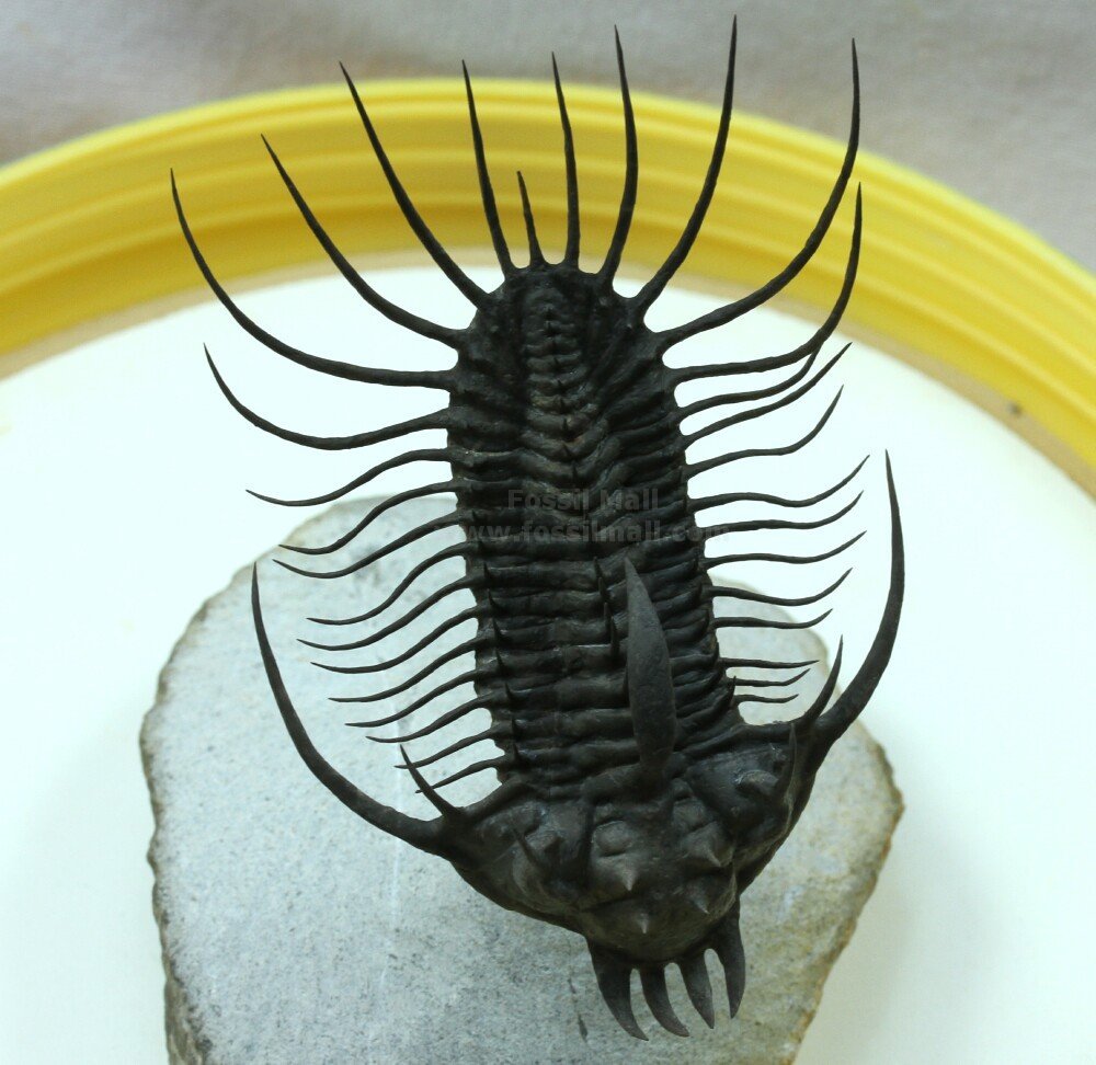 Quadrops flexuosa Trilobite 