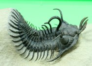Walliserops Trilobite