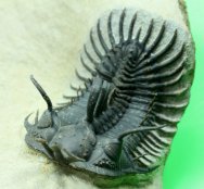 Walliserops Museum Trilobite