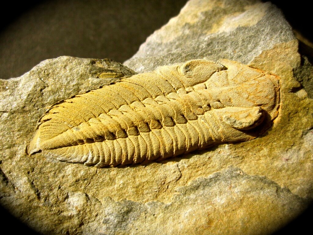 Zeliszkella Volongo Trilobite