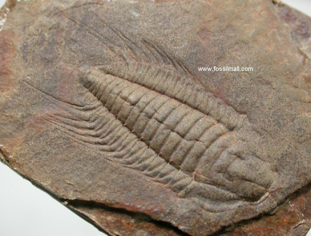 Bathynotus Trilobite