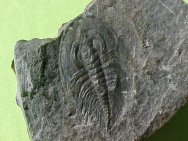 Paedeumias yorkensis Trilobite