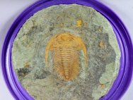 Acadoparadoxides levisettii Cambrian Trilobite