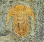 Acadoparadoxides levisettii Cambrian Trilobite