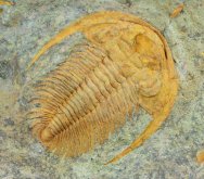 Acadoparadoxides levisettii Cambrian Trilobite