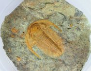 Acadoparadoxides levisettii Cambrian Trilobite