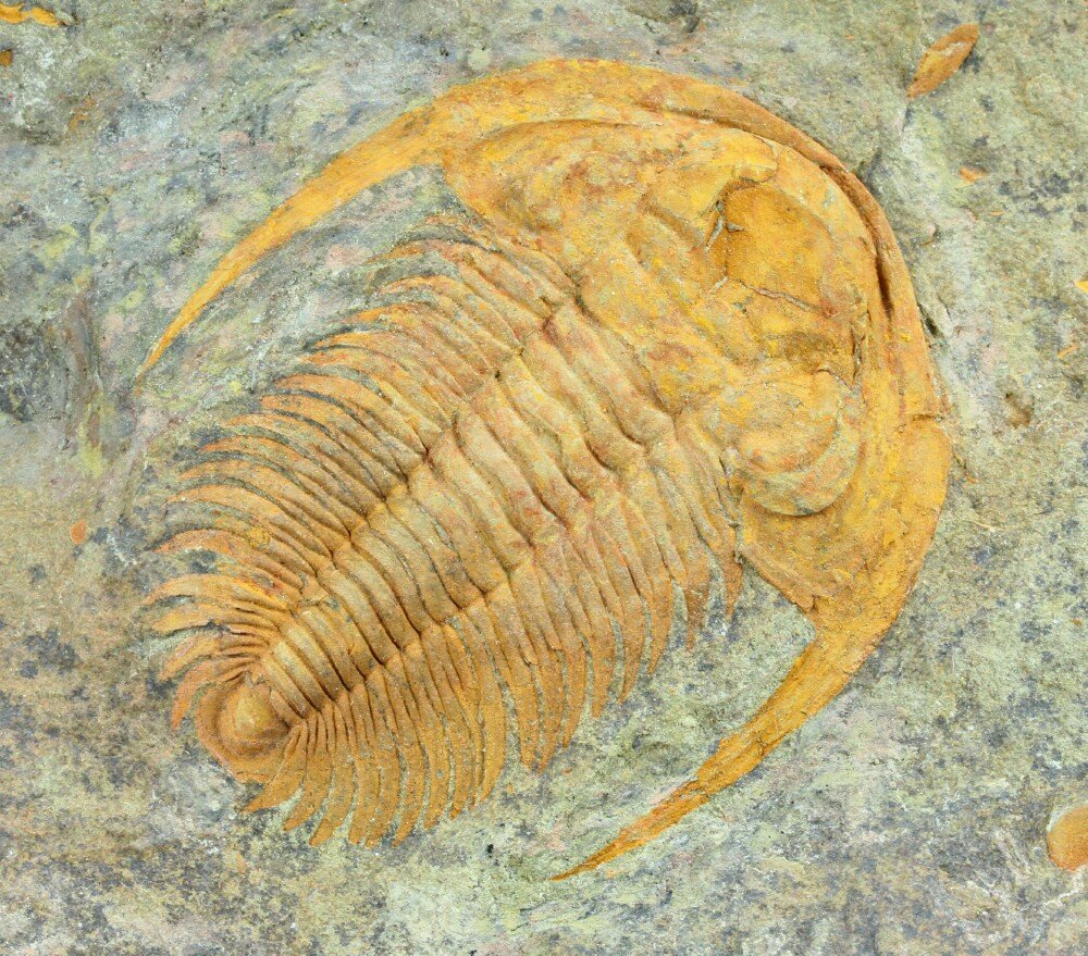 Acadoparadoxides levisettiiCambrian Moroccan Trilobite