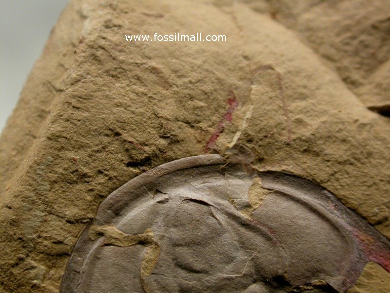 Trilobite Antenna Preserved