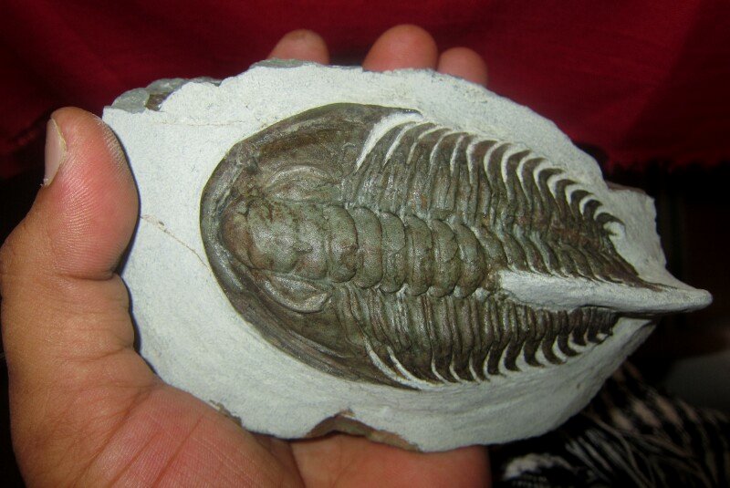 Redlichiid Trilobite