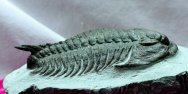 Rare Longianda termierii Lower Cambrian Redlichiida Trilobite from Issafen