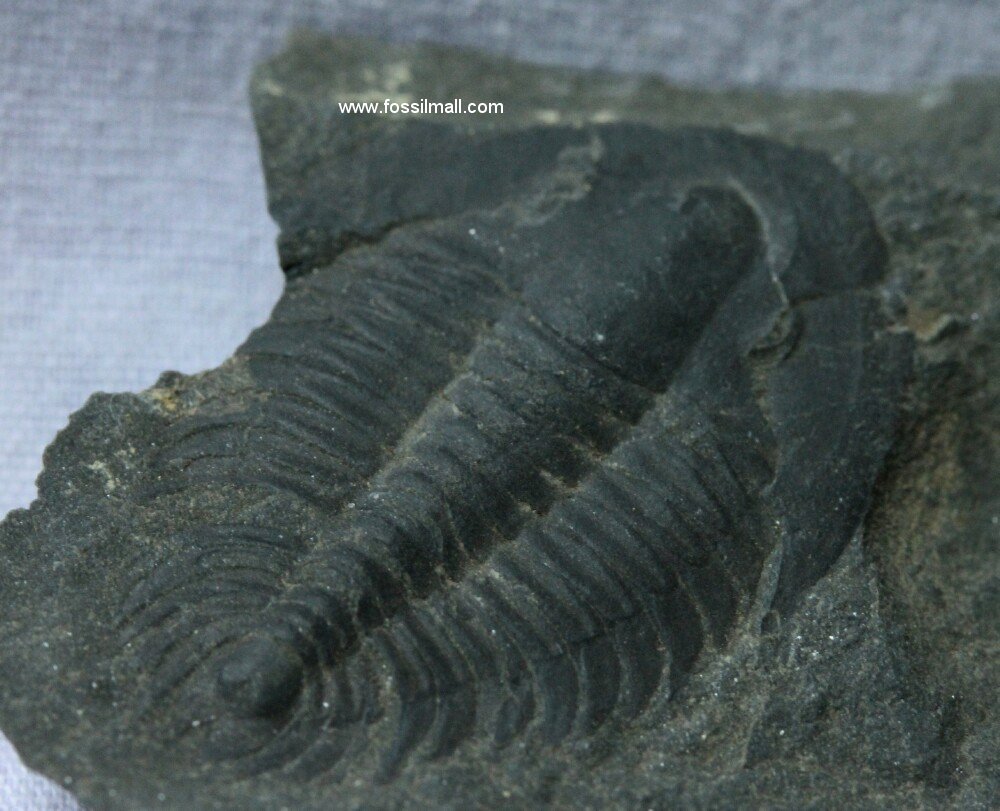 Malungia laevigata Trilobite