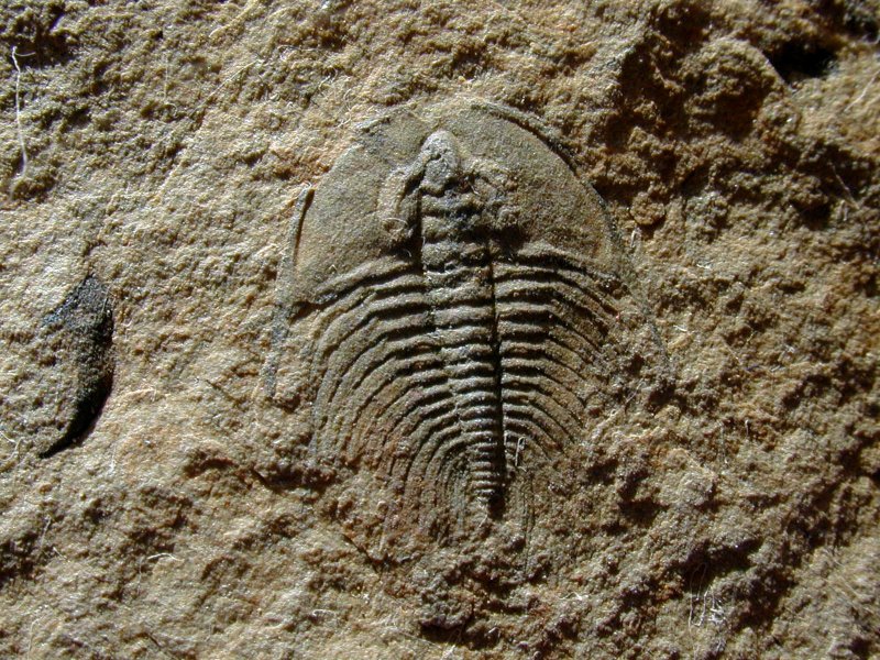 Nevadia Trilobite from Nevada