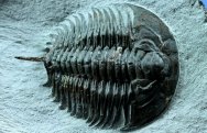 Early Cambrian Redlichiid Trilobite