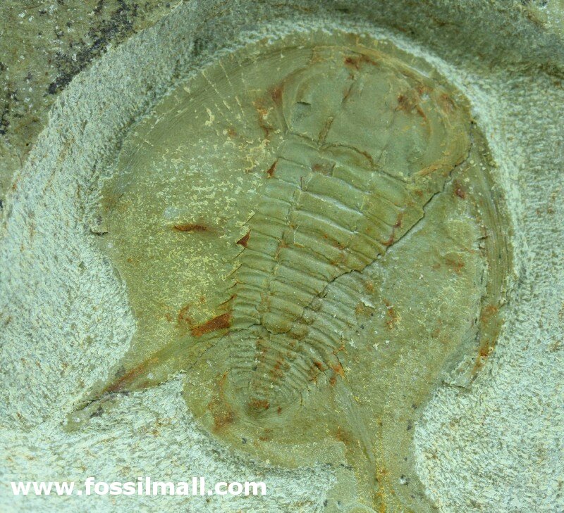 RARE Richterops Early Cambrian Moroccan Trilobite