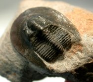 Bohemoharpes Trilobite