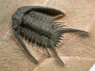 Chlustinia keyserlingi Moroccan Lichid trilobite