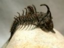 Comura bultyncki Trilobite