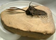 Walliserops trifurcatus