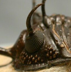 Walliserops trifurcatus