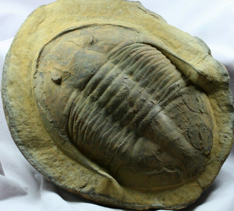 Asaphellus Asaphid Trilobite