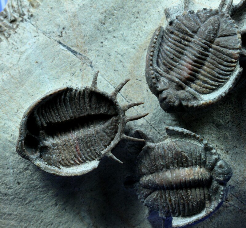 Basseiarges Moroccan Trilobites