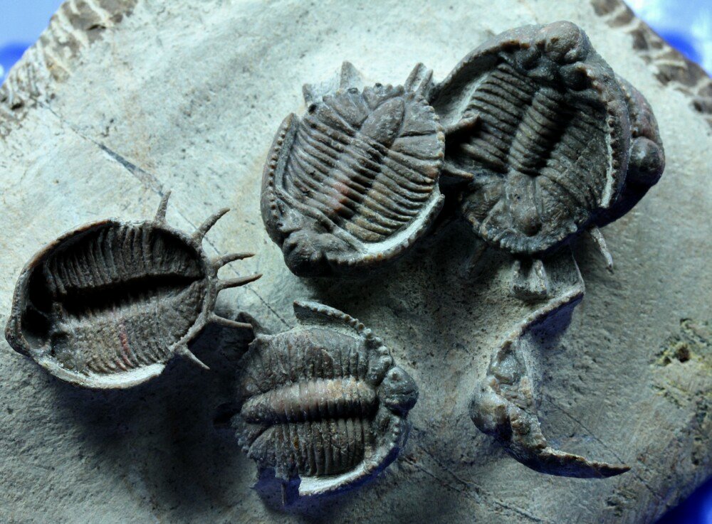 Basseiarges mellishae Trilobites