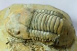 Caudillaenus Trilobite