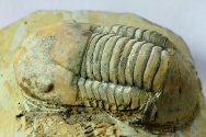 Caudillaenus nicolasi Moroccan Trilobite