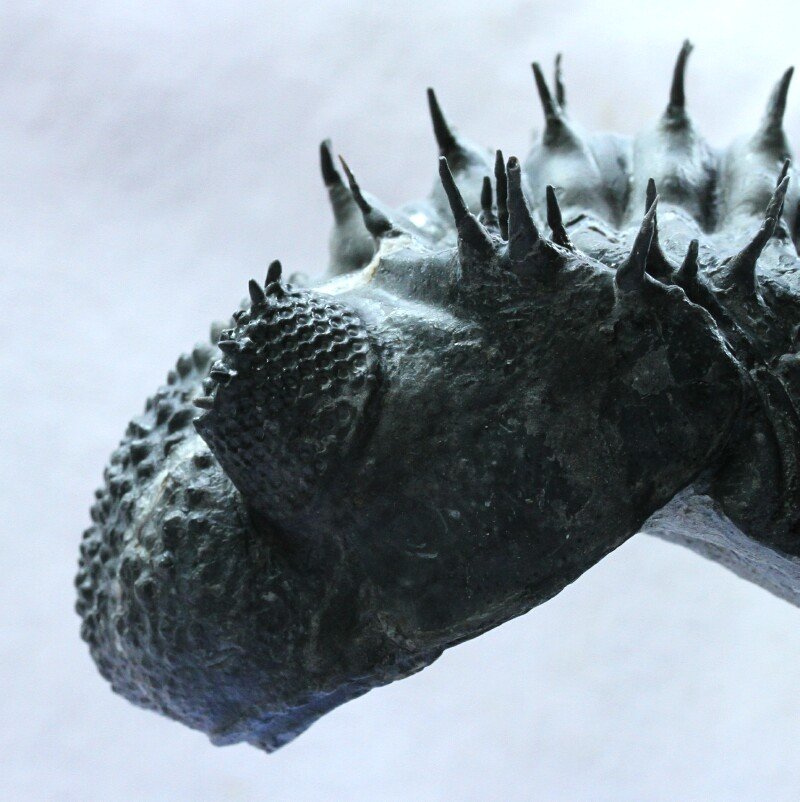 Drotops armatus Moroccan Trilobite
