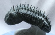 Drotops armatus Trilobite