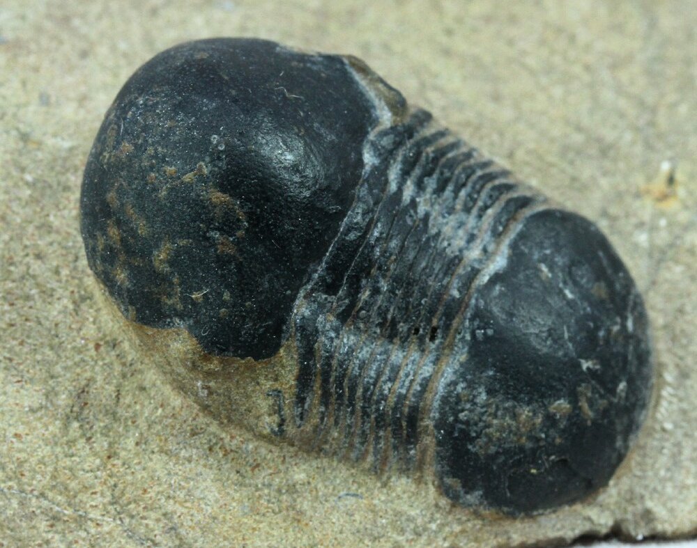 Octillaenus Trilobite