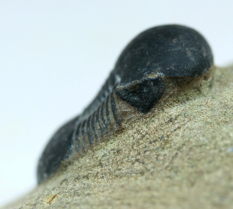 Octillaenus beningnensis Trilobite