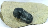 Ectillaenus beningnensis Trilobite