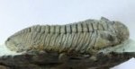 Eudolatites Phacopida Trilobite