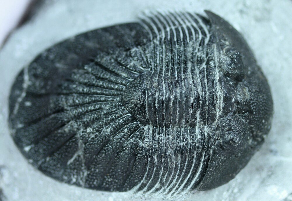 Metascutellum Moroccan Trilobite