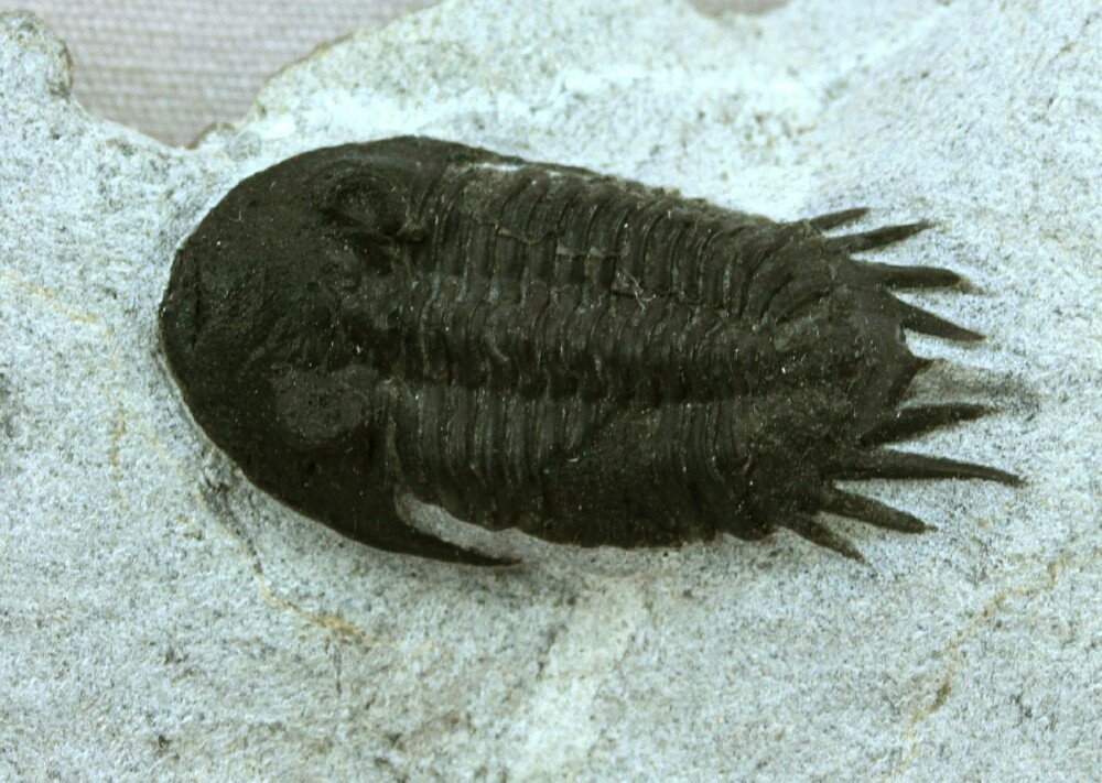 Neocalmonia Aseropygid Trilobite