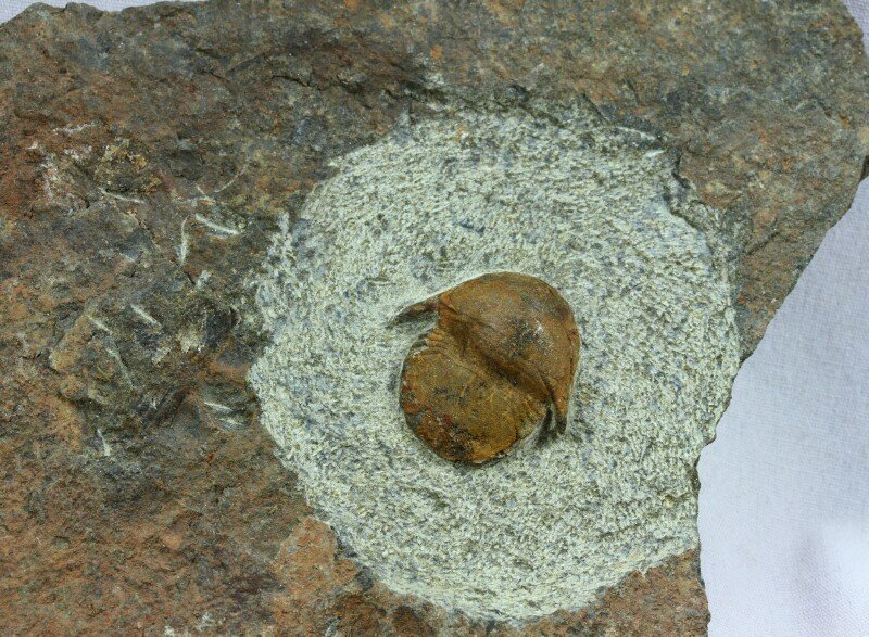 Aff Octillaenus Moroccan Trilobite