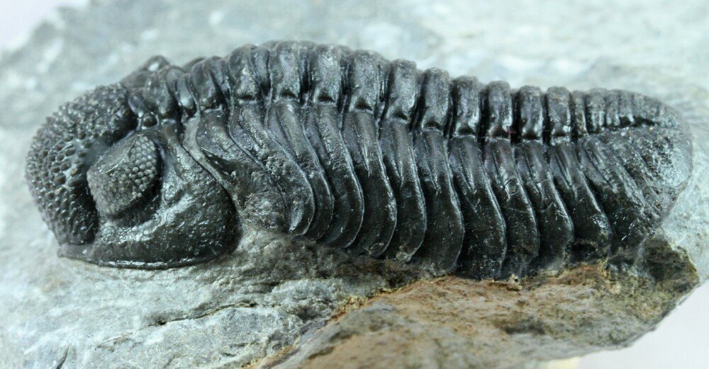 Pedinopariops