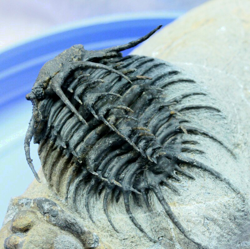 Proceratocephala terribilis Devonian Moroccan Trilobite 