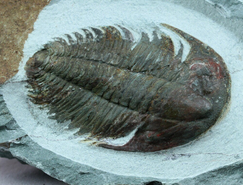 Protolenus Trilobite