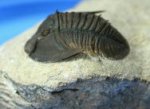 Rare Tropidocoryphe amuri Trilobite