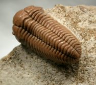 Pliomera fisheri Russian Trilobite