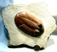 Asaphus Cornutus Russian trilobite