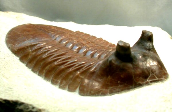 Asaphus Cornutus Trilobite