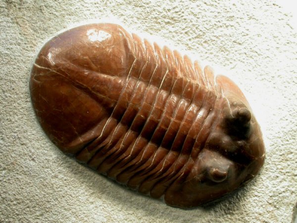 Asaphus Cornutus Russian Trilobite