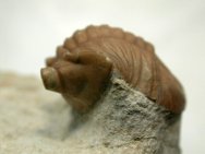 Large and Small Asaphus cornutus Trilobites Compared