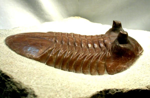 Large Asaphus cornutus