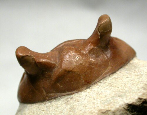 Asaphus holmi PhacopidTrilobite