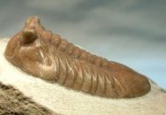 Asaphus kotlukovi var tumidus Russian Trilobite 