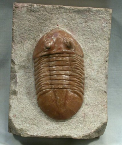 Asaphus plautini Russian trilobite